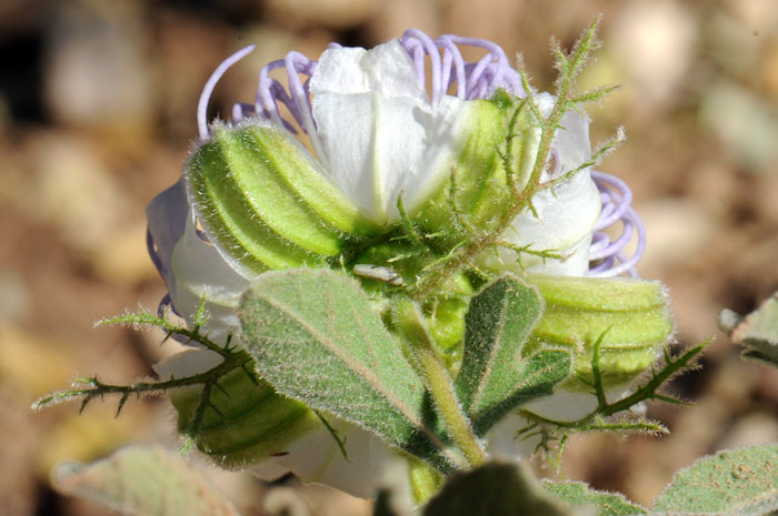 Passiflora arizonica, Arizona Passionflower